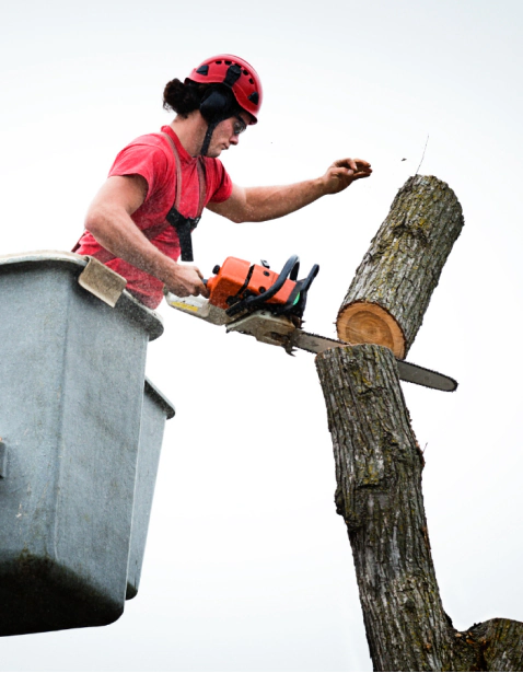 arborist using chainsaw to remove tree trunk