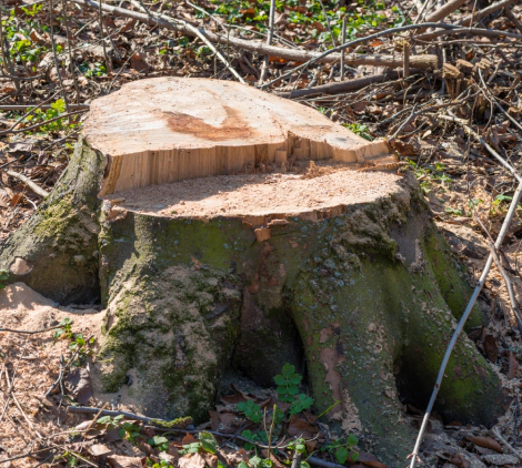 stump from tree removal