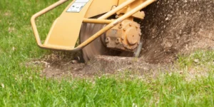 stump grinding
