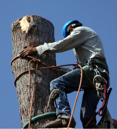 worker climbing top of a tree for removal