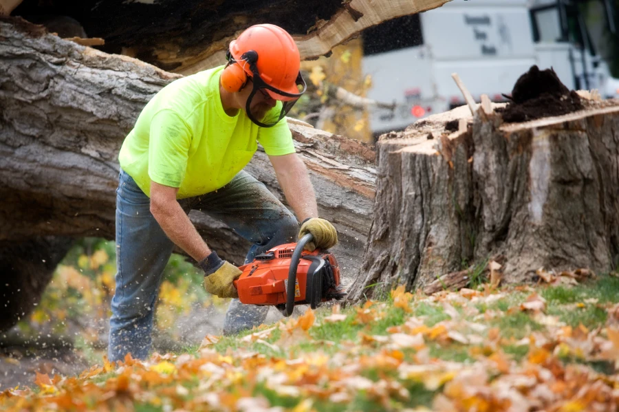 stump grinding services by professionals
