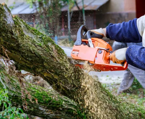 tree trimming services